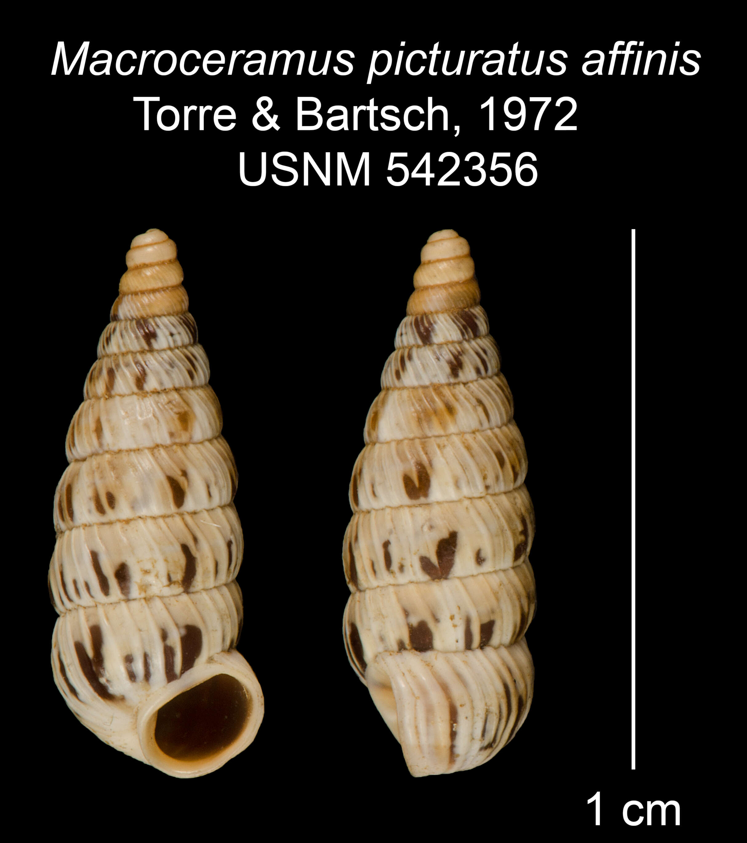 Imagem de Macroceramus picturatus affinis C. Torre & Bartsch 2008