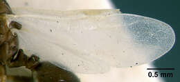 Image of <i>Wheeleria santschii</i> Forel 1905