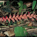 Image of Heliconia rhodantha Abalo & G. Morales