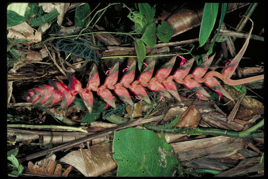 Image of Heliconia rhodantha Abalo & G. Morales