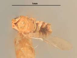 Image of Euryischomyia flavithorax Girault & Dodd 1915