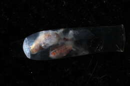 Image of cigar pteropod