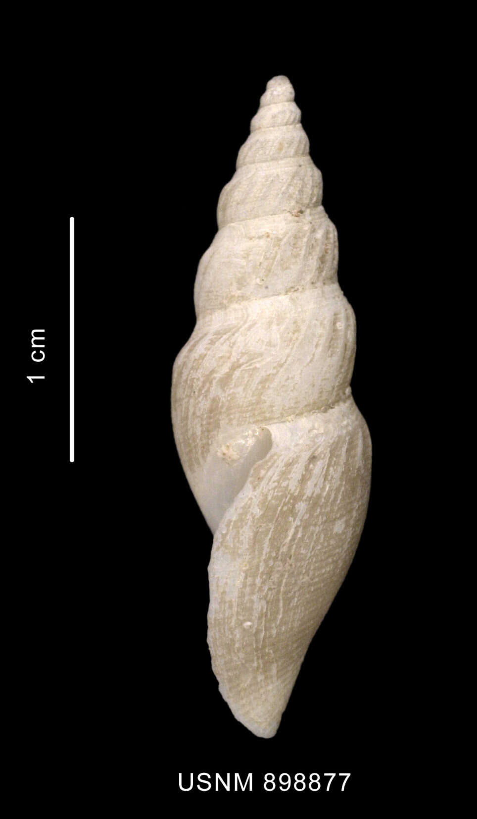 Image of Antarctospira angusteplicata (Strebel 1905)