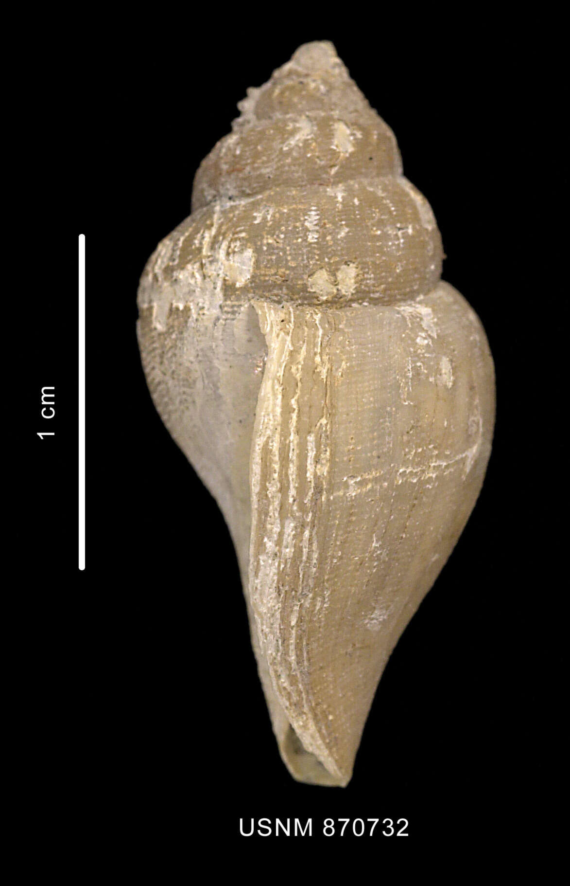 Image of Paradmete curta (Strebel 1908)