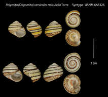 Image of Polymita versicolor (Born 1778)