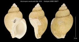 Sivun Pseudoliomesus canaliculatus (Dall 1874) kuva