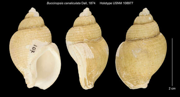 Image of Pseudoliomesus canaliculatus (Dall 1874)