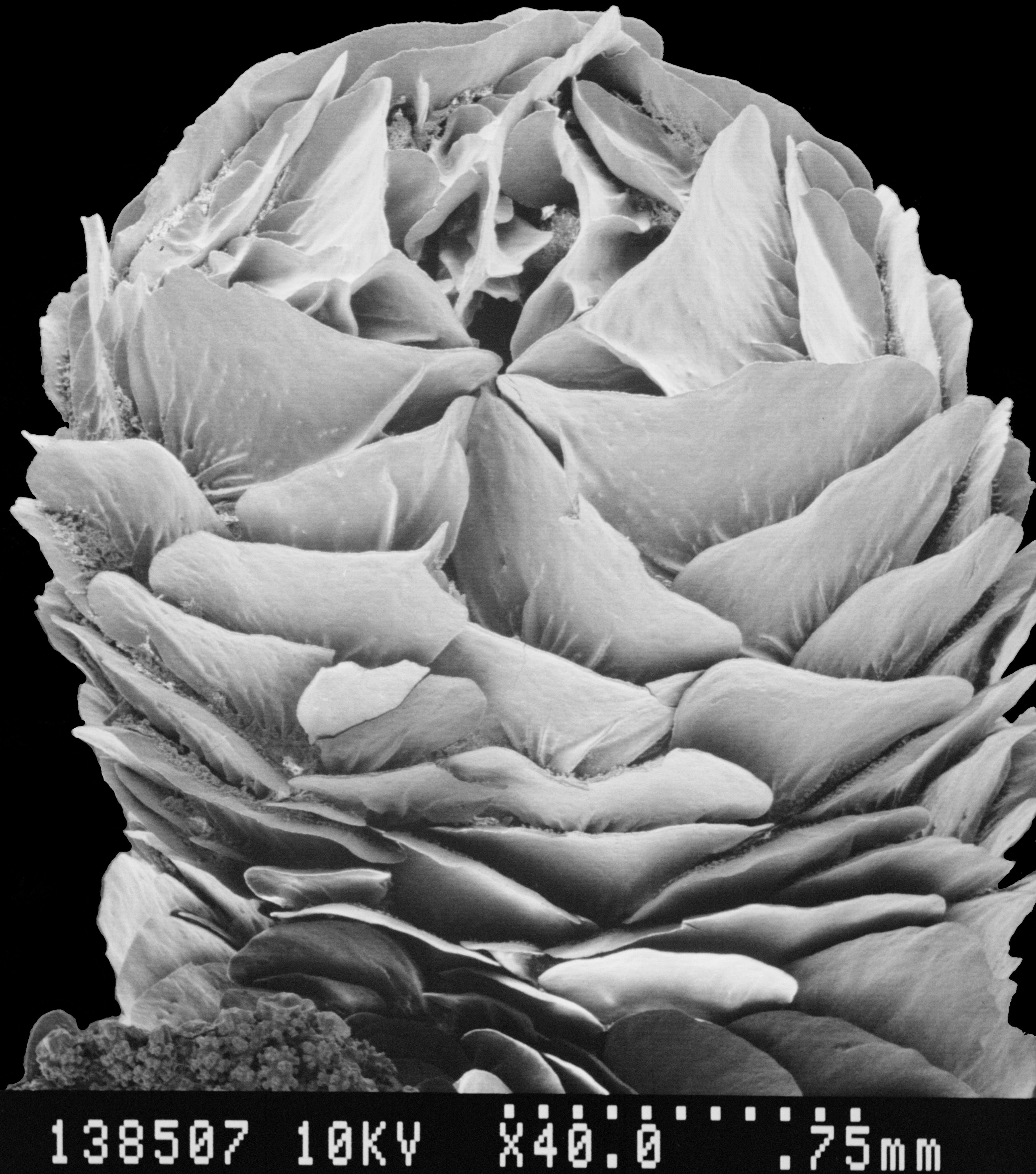 Image of Aglaoprimnoa stefanii Bayer 1996