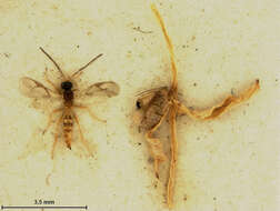 Image of Parasitoid wasp