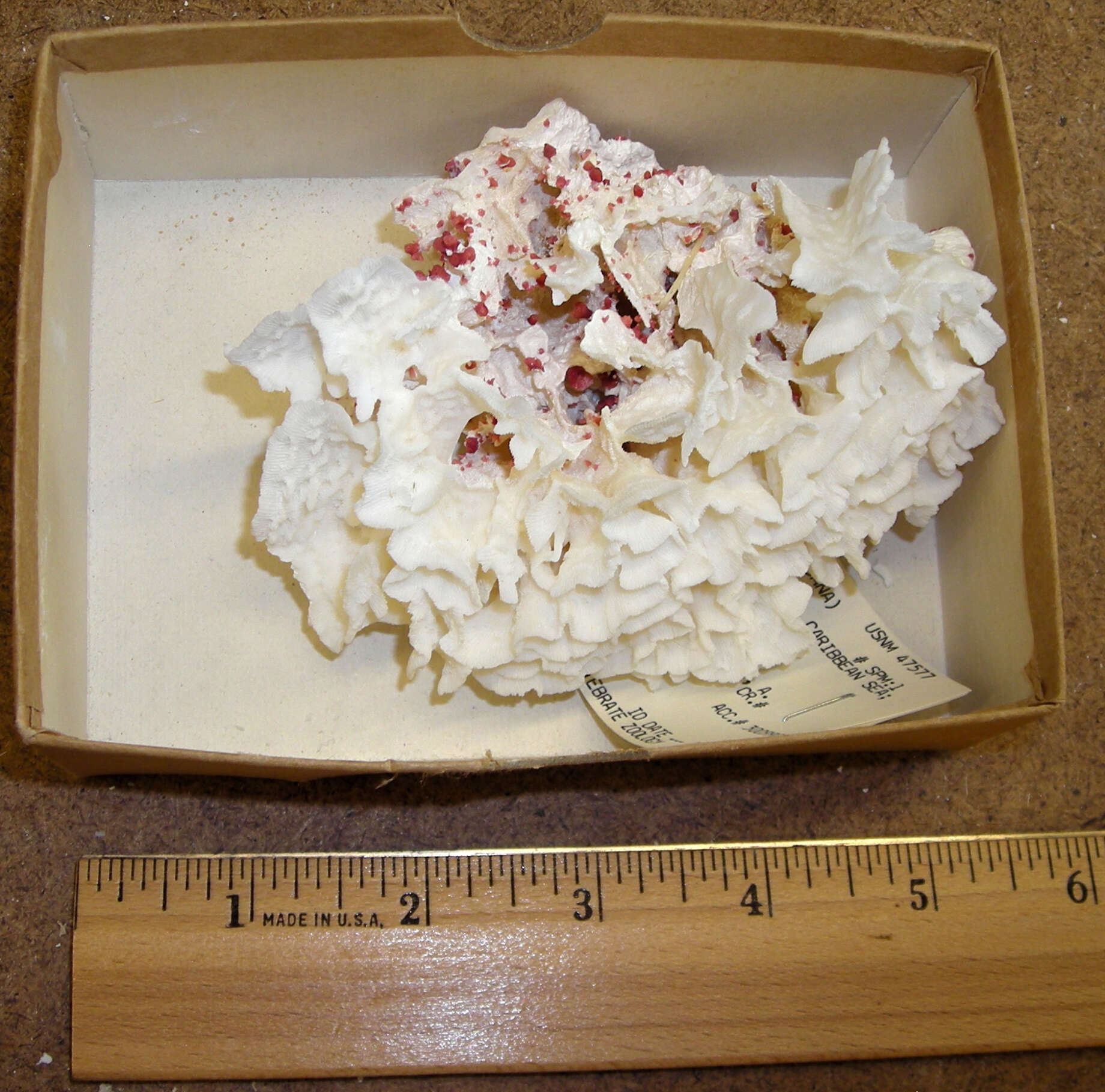 Image of Rose coral