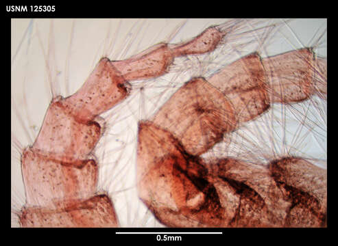 Image of Tetrachaelasma Newman & Ross 1971