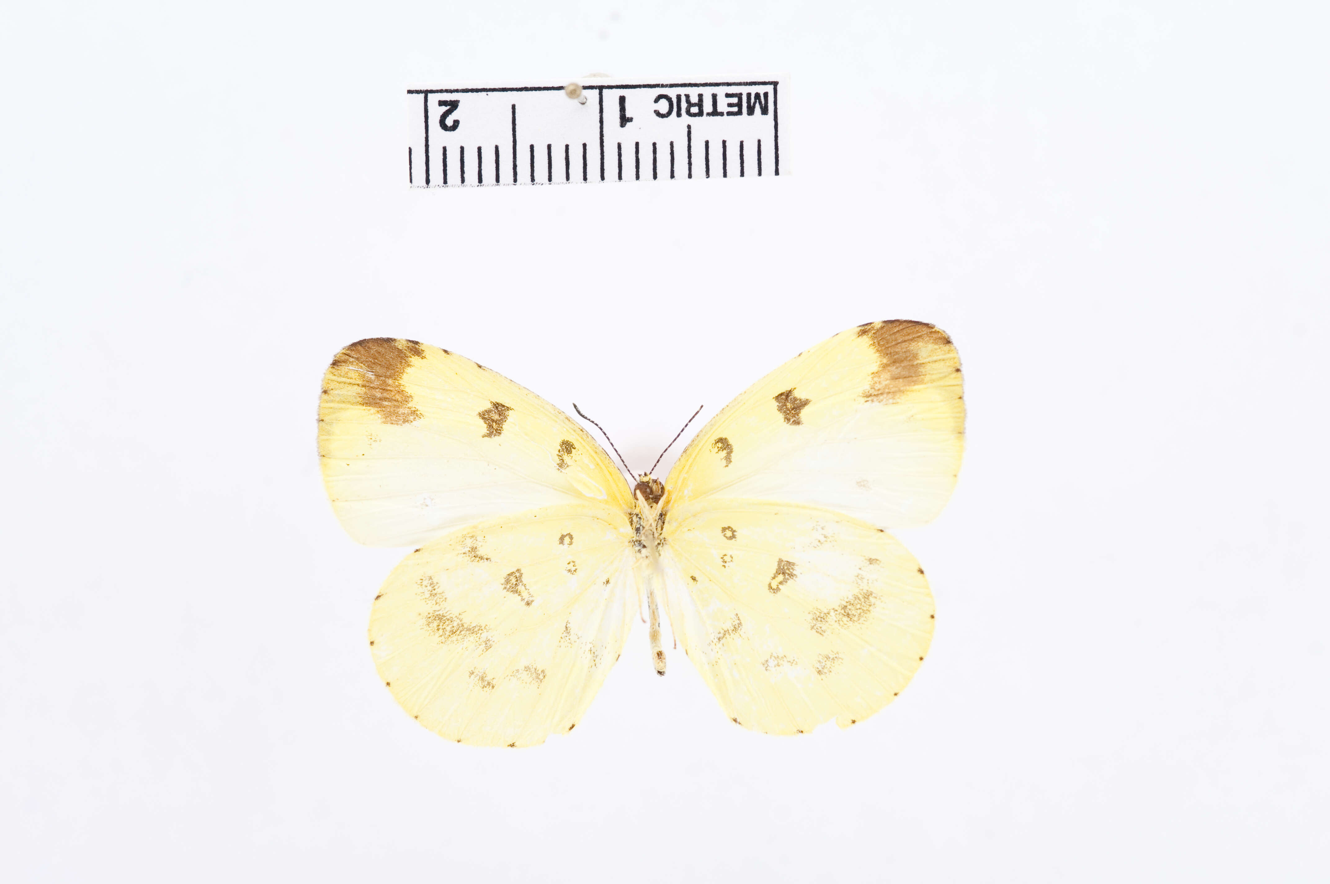 Imagem de Eurema hapale (Mabille 1882)