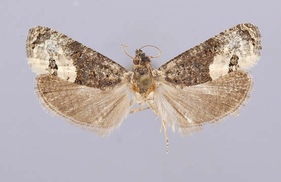 Image of Ecdytolopha occidentana Adamski & Brown