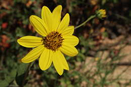 Image of resindot sunflower