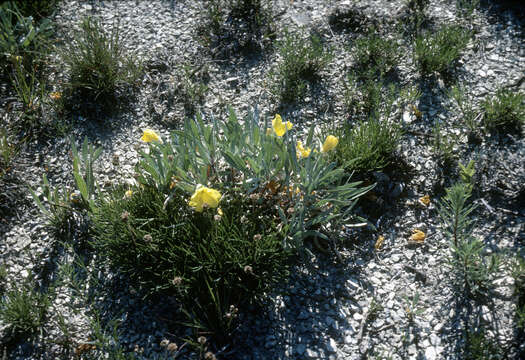 Imagem de Oenothera macrocarpa subsp. fremontii (S. Wats.) W. L. Wagner