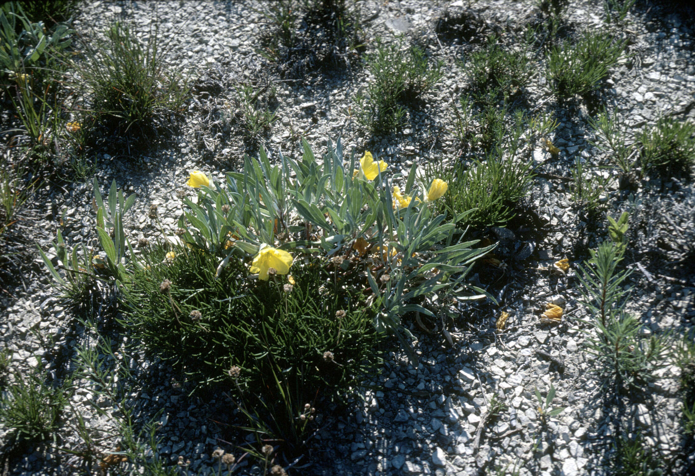 Oenothera macrocarpa subsp. fremontii (S. Wats.) W. L. Wagner resmi