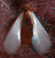 صورة Pholidoteuthis massyae (Pfeffer 1912)