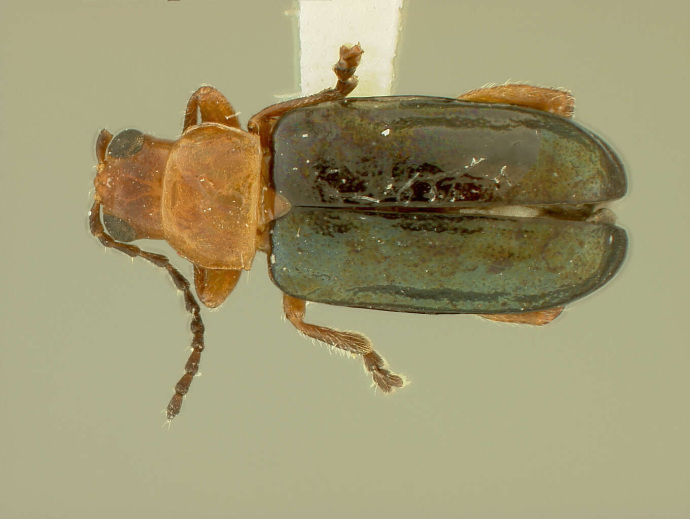 Image of Systena plicata Blatchley 1921