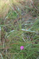 Image of Seminole False Foxglove