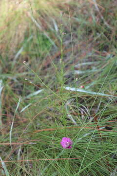 Image of Seminole False Foxglove