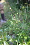 Image of Piedmont Cowbane