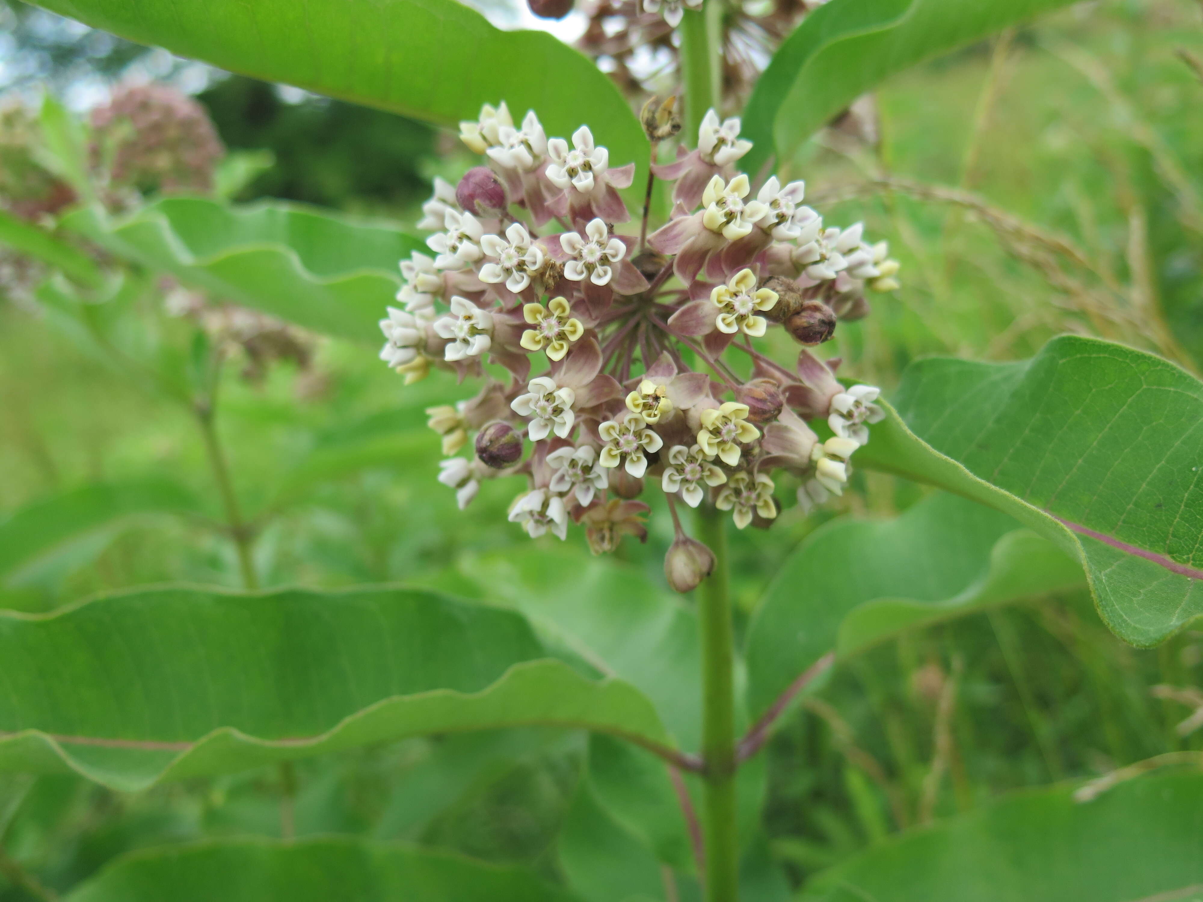 Image of common milkweed