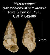 Image of Microceramus catalinensis C. Torre & Bartsch 2008