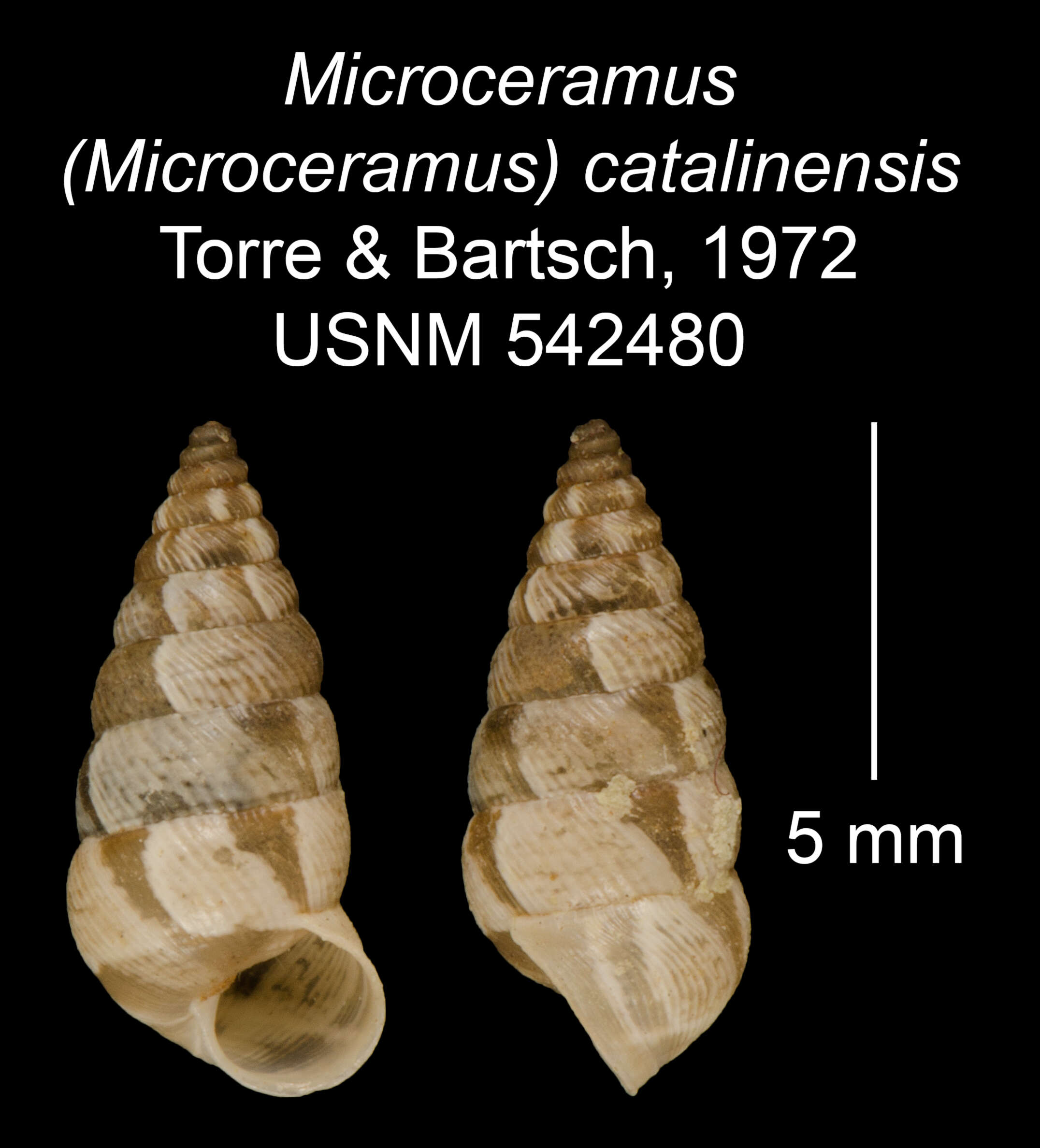 Image of Microceramus catalinensis C. Torre & Bartsch 2008