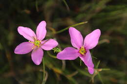 Image of largeflower rose gentian