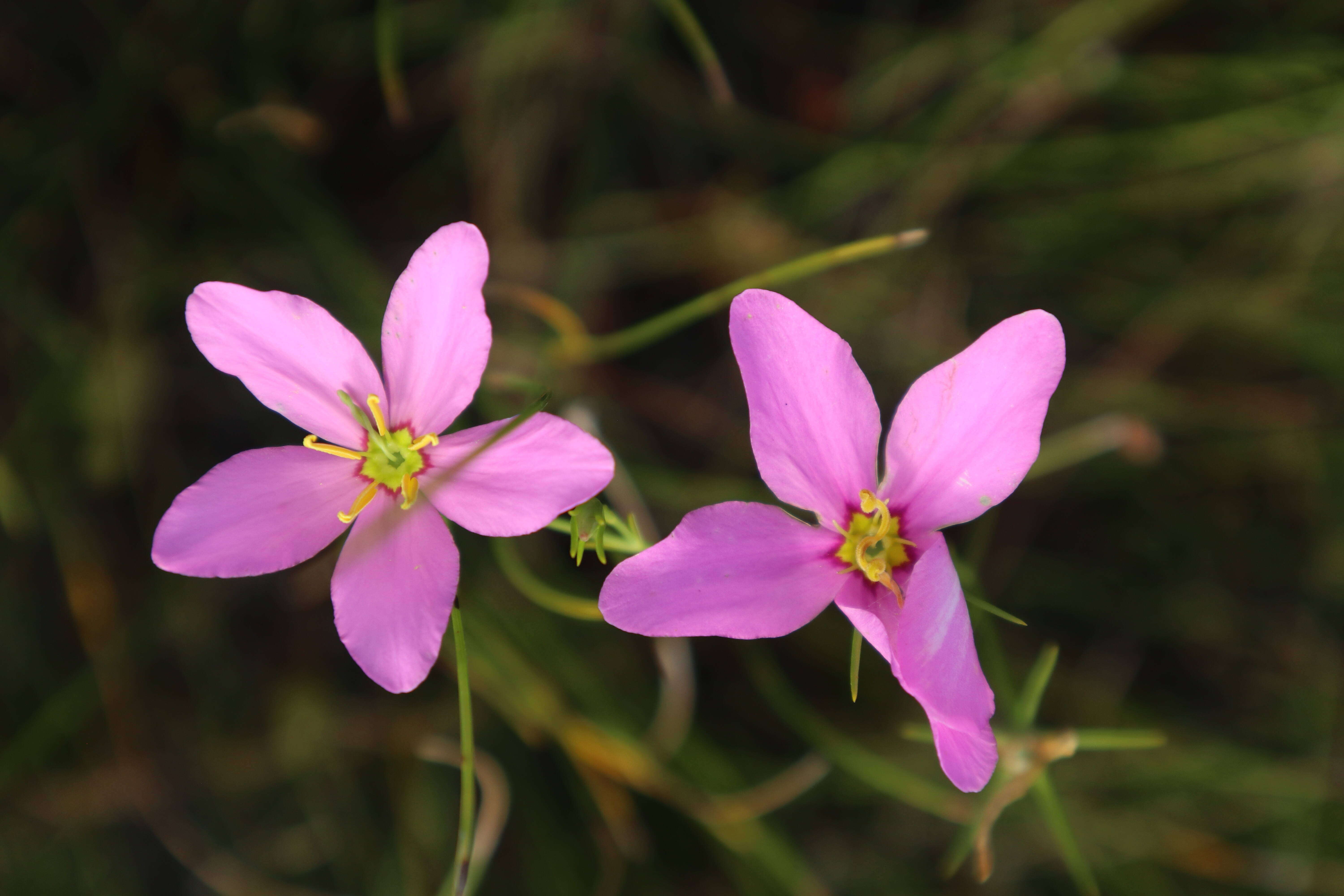 Image of largeflower rose gentian