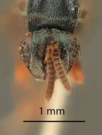 Image of Microdontomerus apianus Grissell 2005