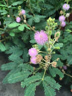 Image of Sensitive Plant