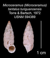 Image of Microceramus tantalus turiguanoensis C. Torre & Bartsch 2008