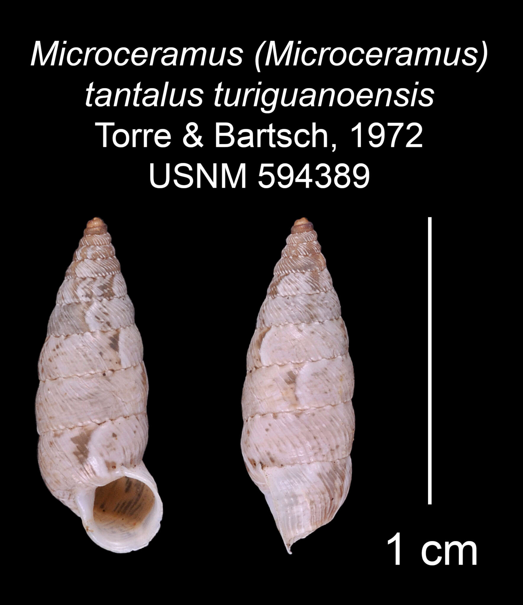 Image of Microceramus tantalus turiguanoensis C. Torre & Bartsch 2008