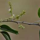 Image of Thinouia trifoliata (Radlk.) Acev.-Rodr. & Ferrucci