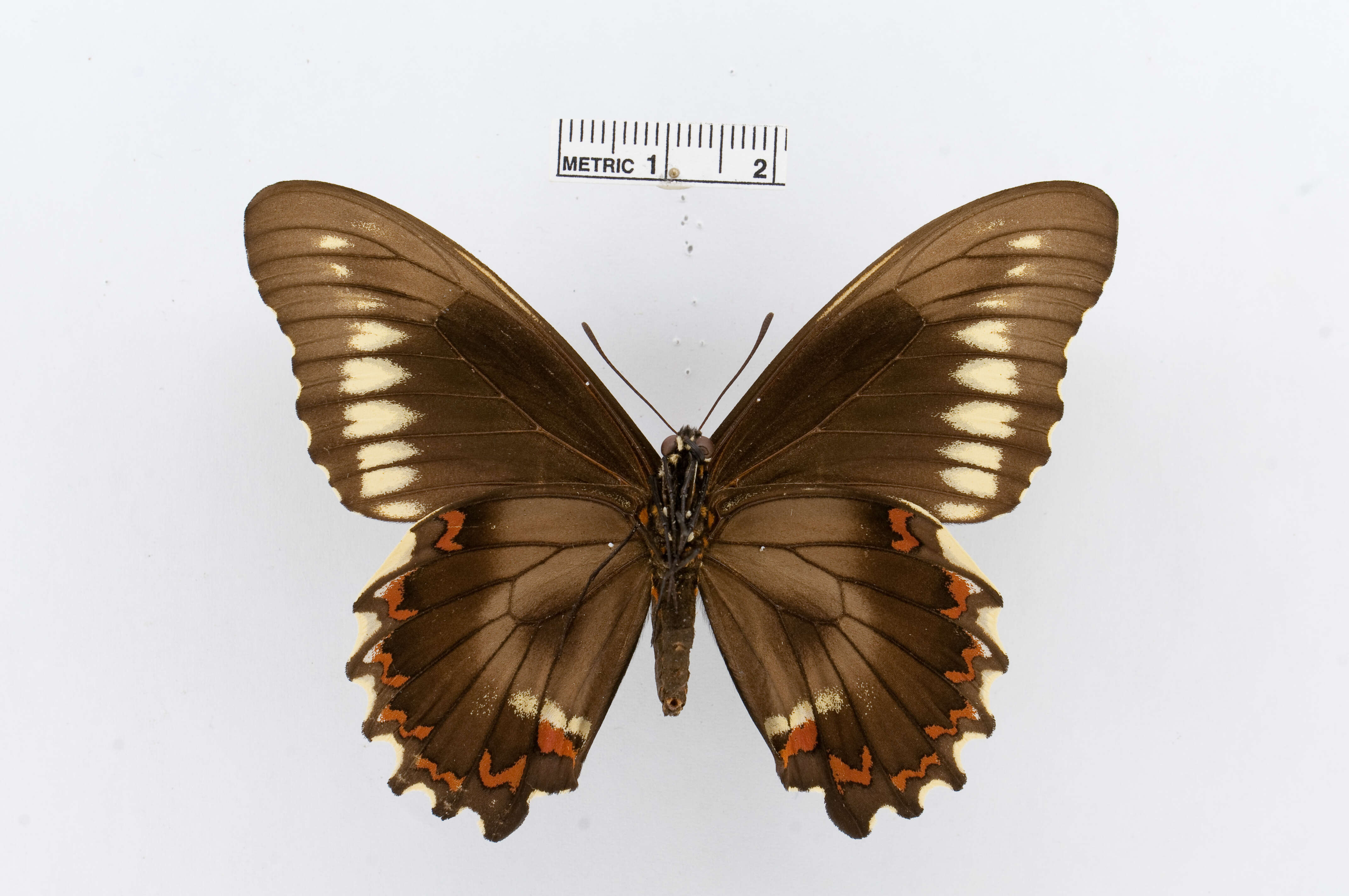 Image of Gold Rim Swallowtail