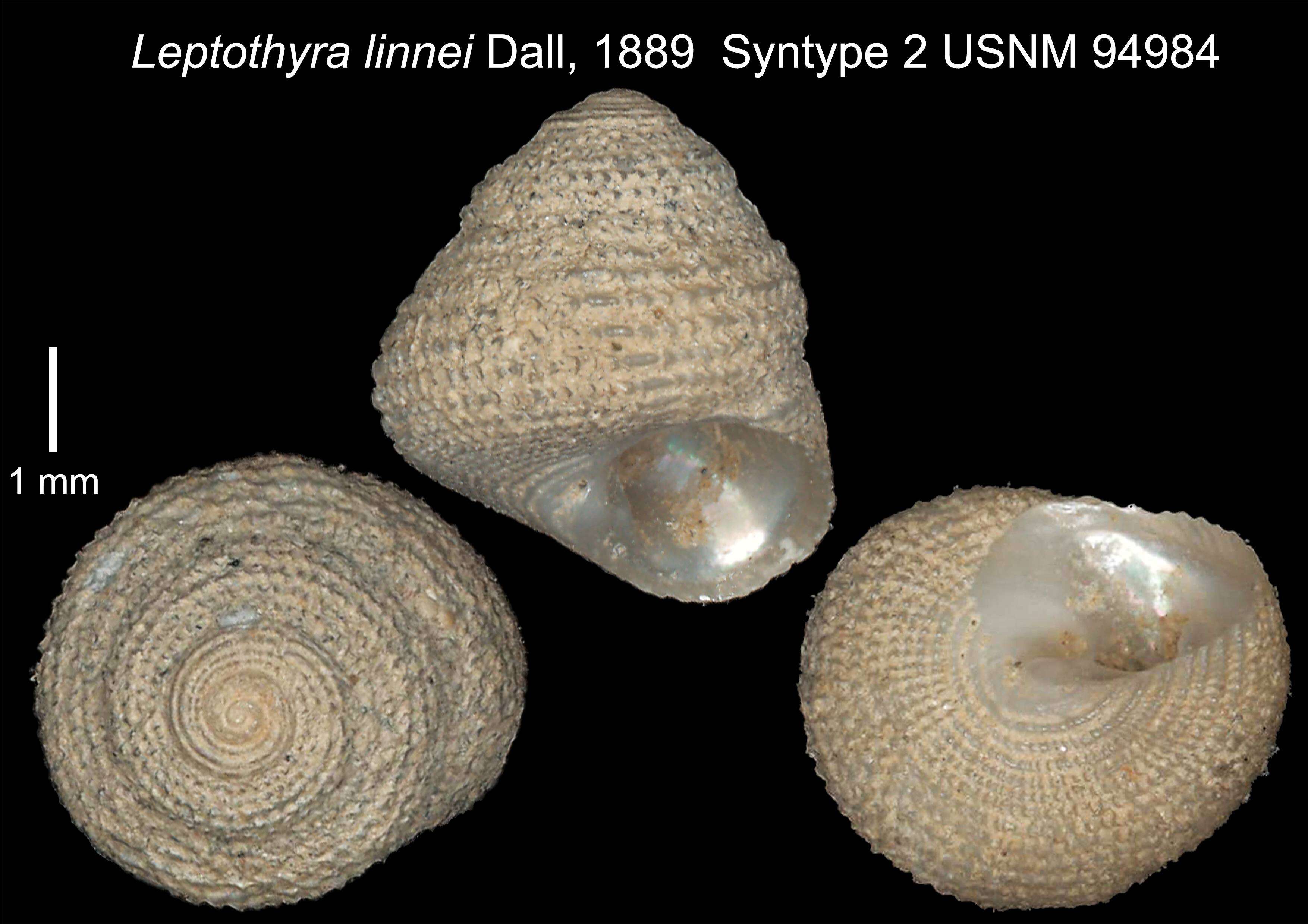 Image of Homalopoma linnei (Dall 1889)