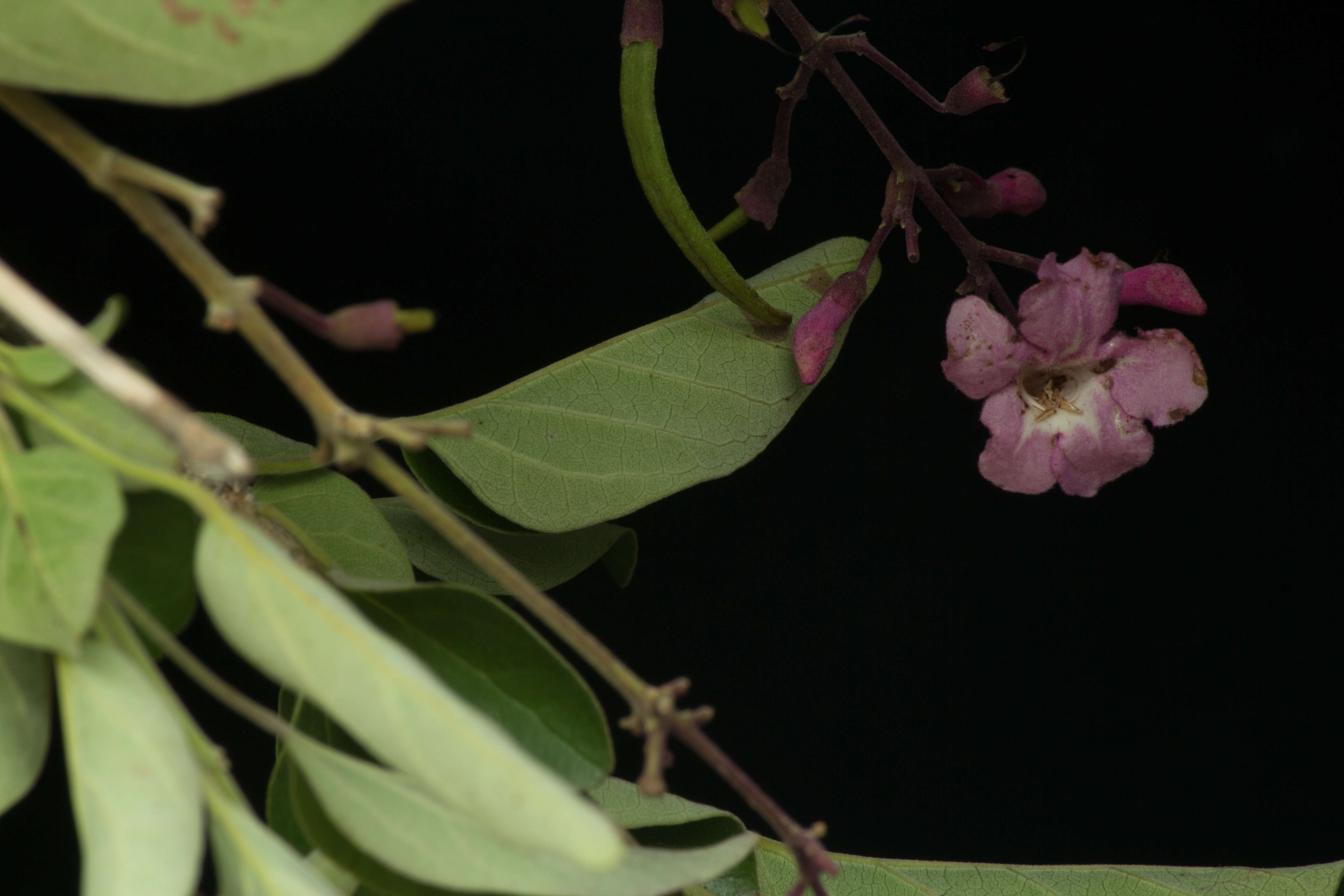 Image of Fridericia pubescens (L.) L. G. Lohmann