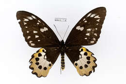 Слика од Ornithoptera tithonus de Haan 1840