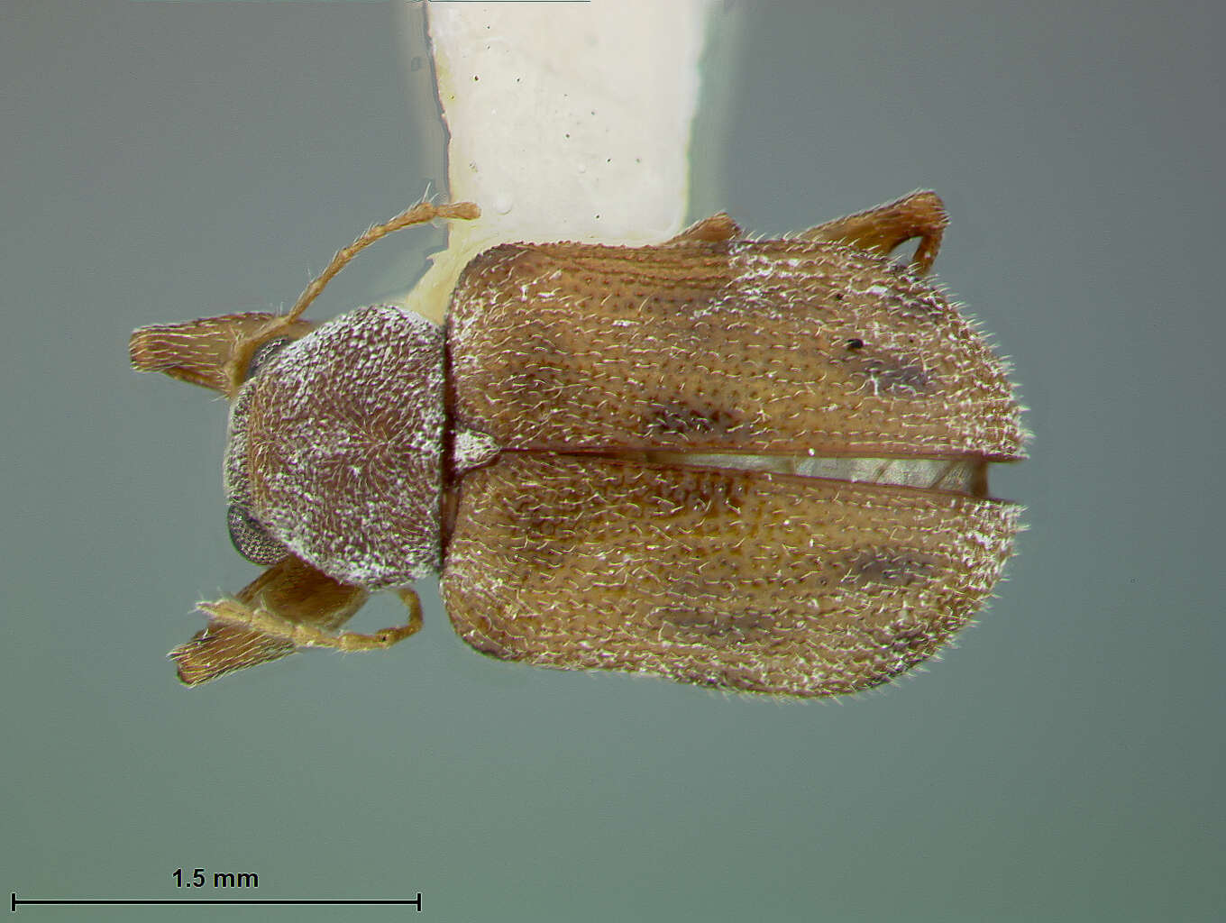 Image of Xanthonia intermedia Staines & Weisman 2001