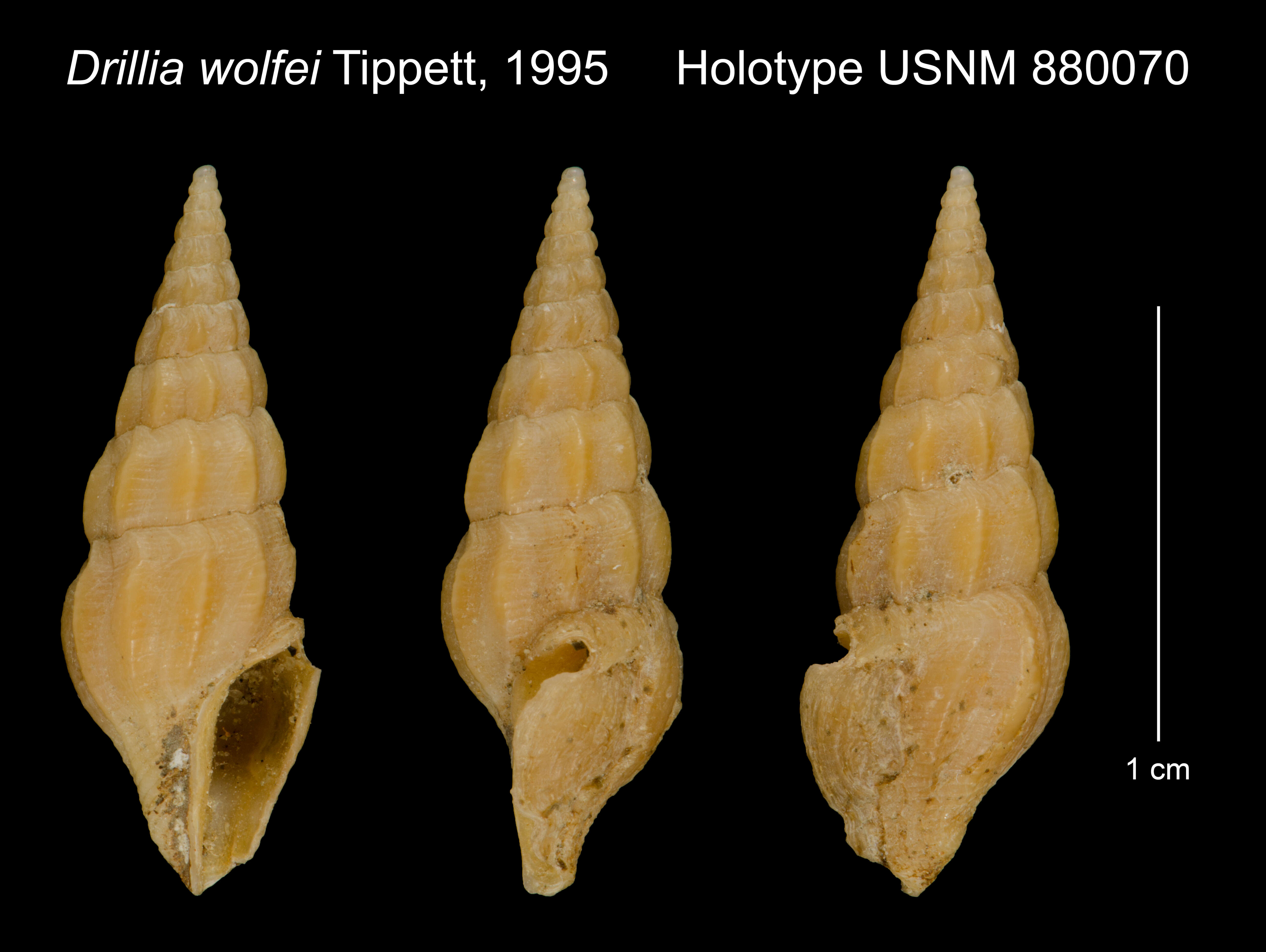 Image of Clathrodrillia wolfei (Tippett 1995)