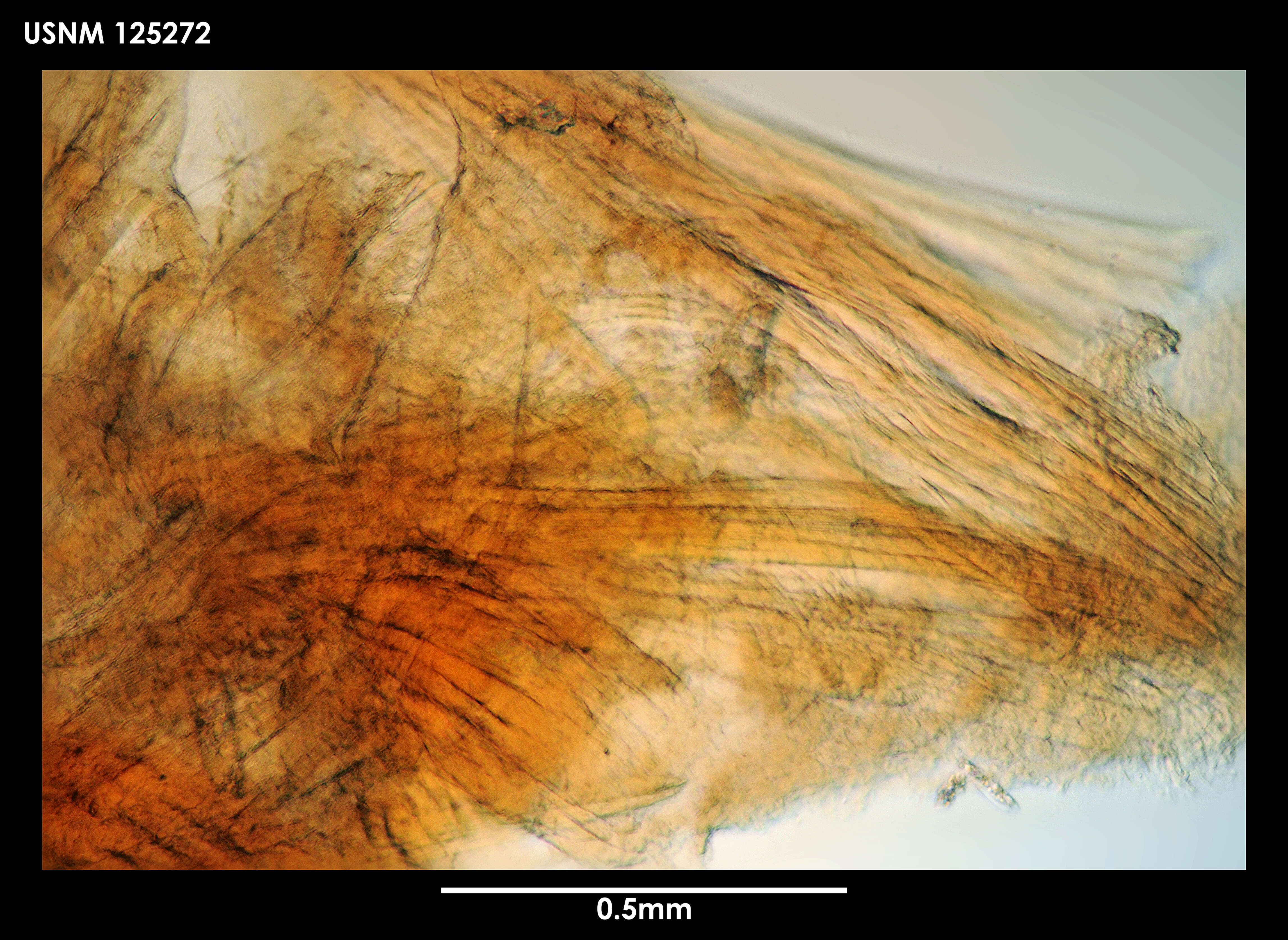 Image of Neoscalpellum schizoplacinum Newman & Ross 1971