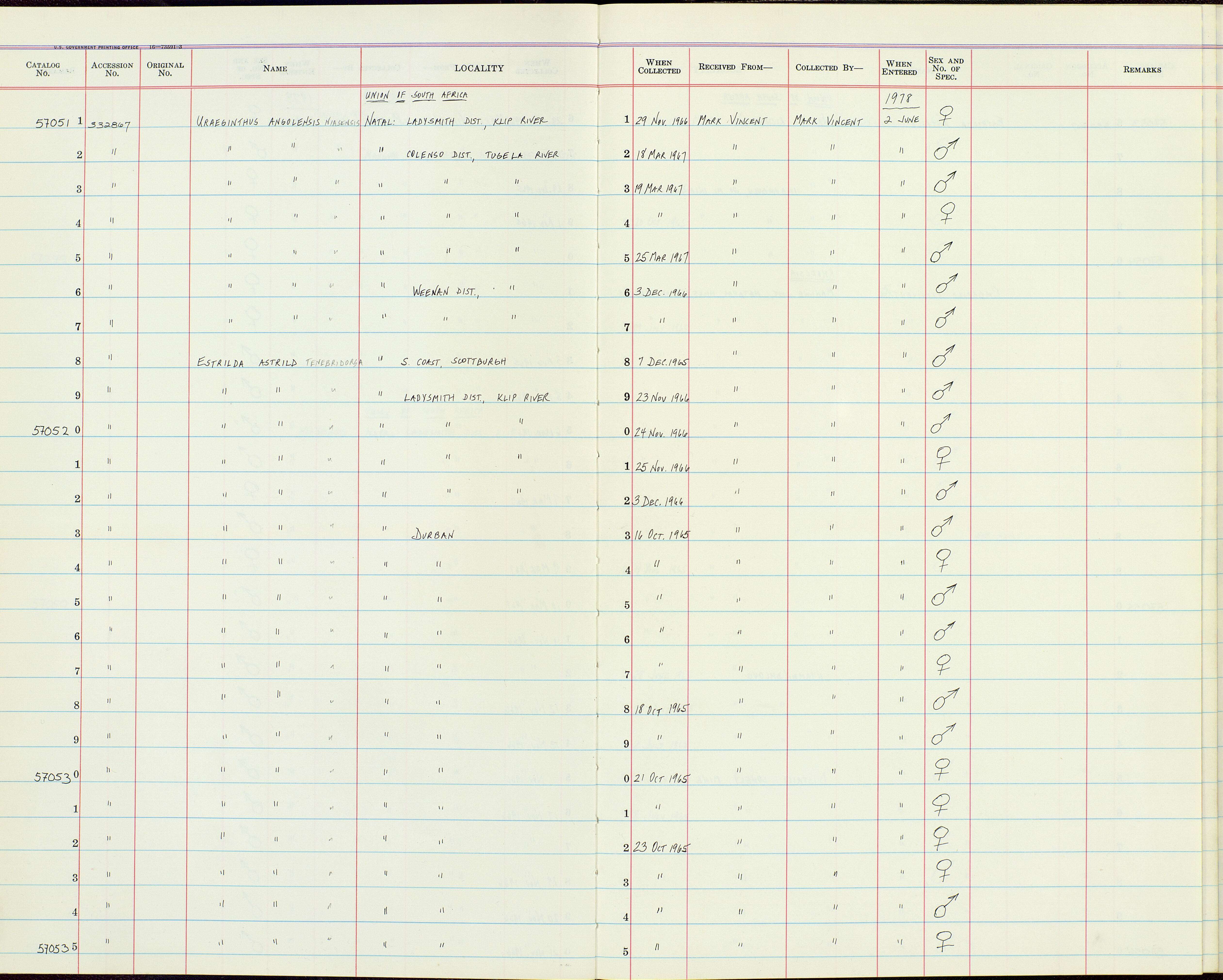 Uraeginthus angolensis niassensis Reichenow 1911的圖片