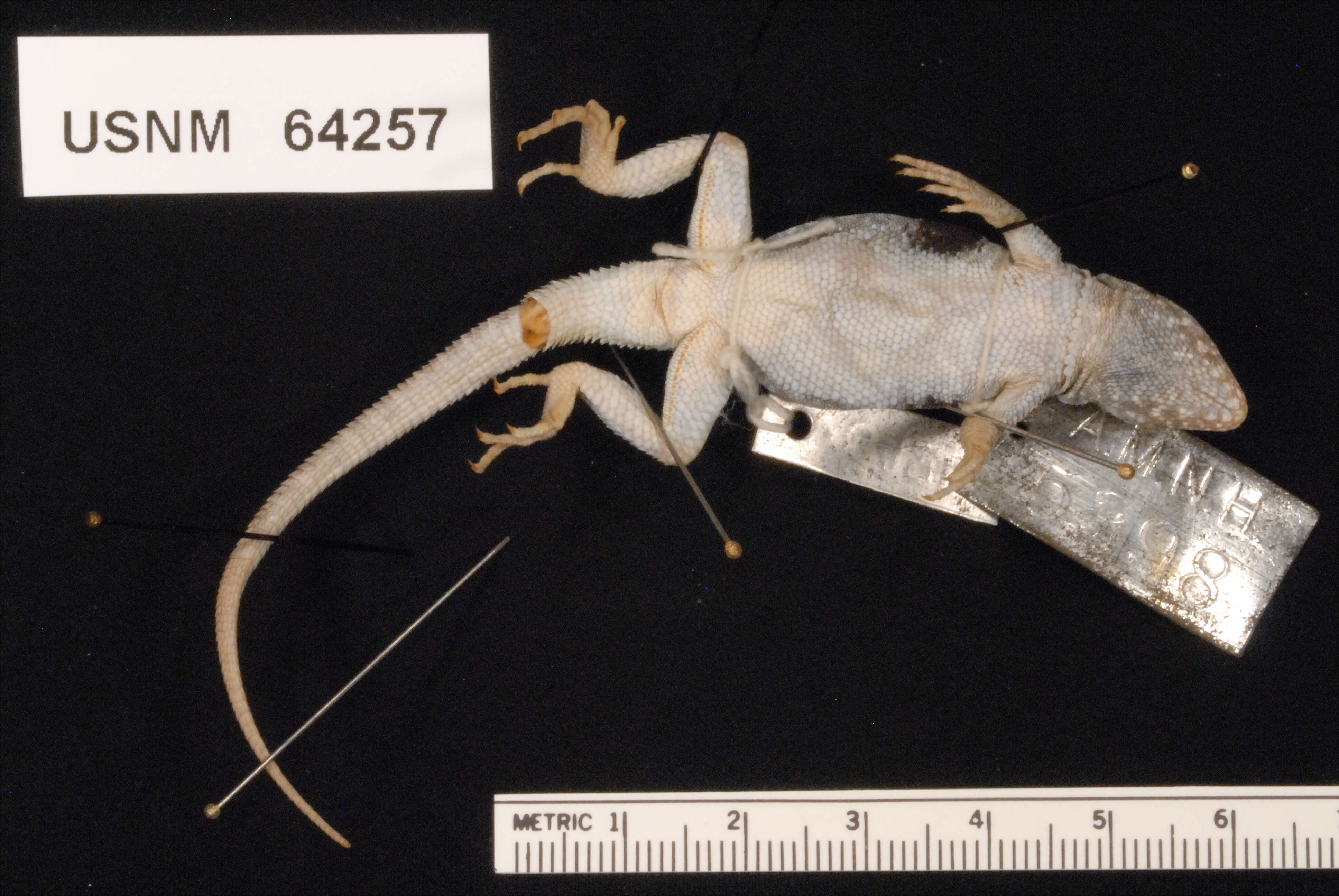 Image of common side-blotched lizard