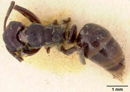 Image of Euponera subiridescens Forel