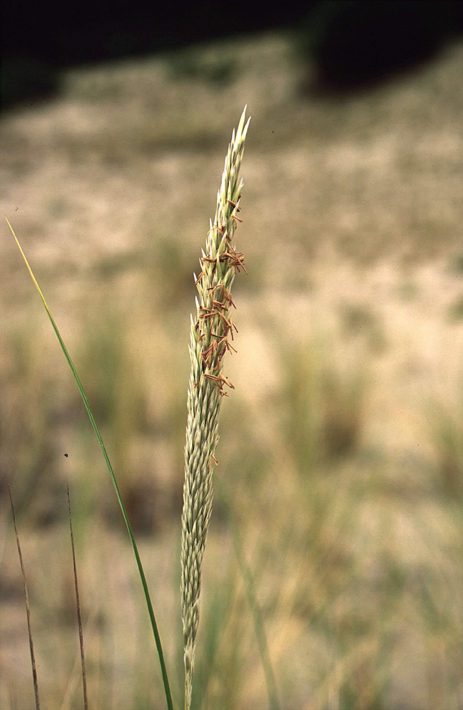 Image of European beachgrass