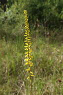 Image of yellow colicroot