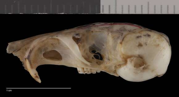 Image of Chaetodipus formosus formosus (Merriam 1889)