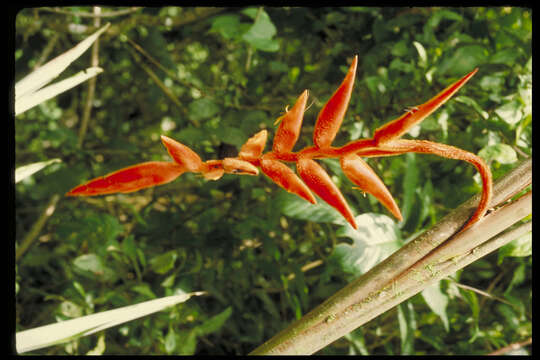 Image of Heliconia peteriana Abalo & G. Morales