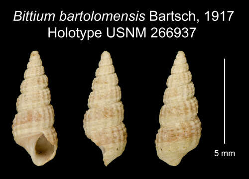 Image of <i>Bittium bartolomensis</i>